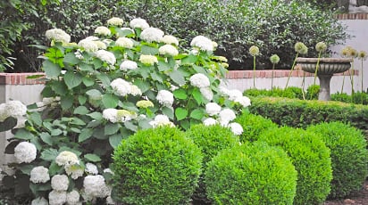 С чем посадить гортензию: лучшие партнеры