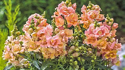 Какие цветы можно сеять зимой: ТОП-6 сортов