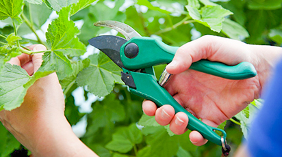 Секреты правильной обрезки смородины