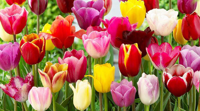 Секреты выращивания тюльпанов: делимся нюансами посадки