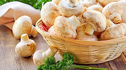 Шампиньоны в теплице - легко и просто