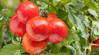 Собираем 10 кг помидоров с куста в августе