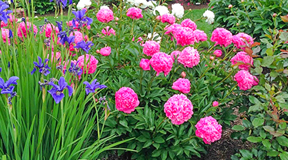 Сочетаем луковичные на клумбе правильно: 5 простых приемов