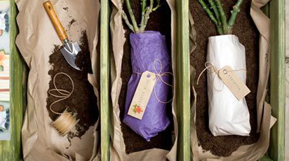 Современная упаковка и хранение саженцев в интернет-магазине «Беккер»