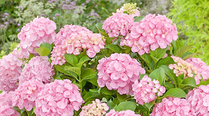 Способы размножения гортензии: черенками, отводками, делением