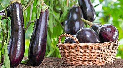 Сроки посева овощных культур на рассаду для Беларуси