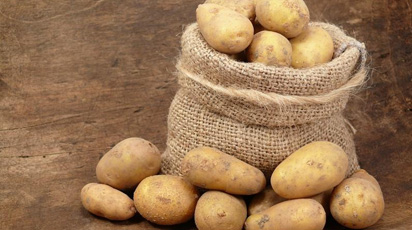 Технология выращивания картофеля