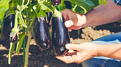 Выращивание баклажанов в Беларуси – секреты щедрого урожая