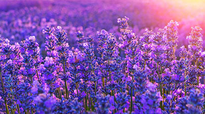 ТОП-7 красивых цветов для засушливого сада