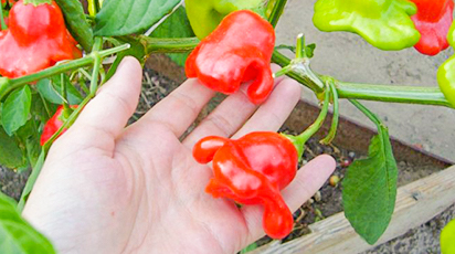 Растения на подоконнике - что хорошо растет зимой дома