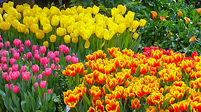 ТОП-7 самых неприхотливых многолетних цветов