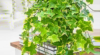 Ухаживаем за хедерой (комнатным плющом) правильно