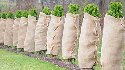 Учимся укрывать хвойные культуры на зиму