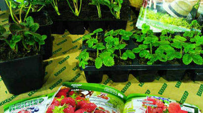 Упаковка саженцев земляники: фотообзор со склада Беккер в Беларуси