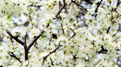 Весенняя подкормка яблонь: какие удобрения внести перед цветением