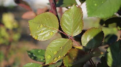 Весенняя посадка роз: пошаговый план действий
