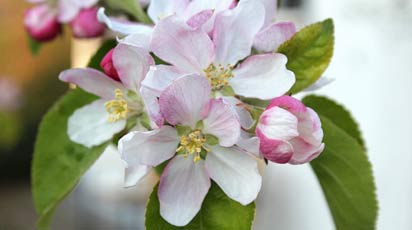 Весенняя посадка яблонь: особенности агротехники