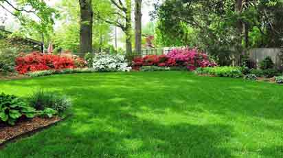 Виды газонов и их назначение