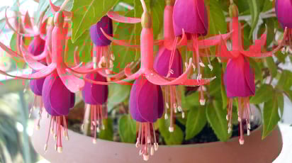 Восхитительное цветение! 8 комнатных растений, цветущих все лето