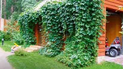 Вьющиеся однолетники, цветущие все лето: фото и названия