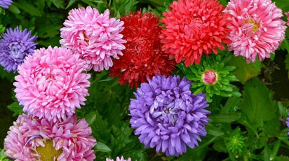 Выращиваем астры - все тонкости посева