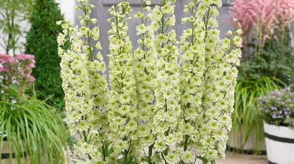 Выращивание дельфиниума из семян. Пошаговая инструкция