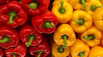 Выращивание рассады перца из семян