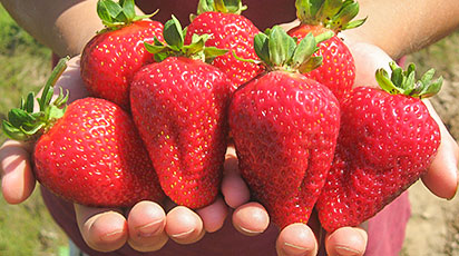 Земляника (клубника) фриго: особенности посадки, выращивания, ухода