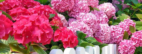 Зимостойкие сорта гортензий, которые не боятся зимы - Беккер.Бу Зимостойкие сорта гортензий, которые не боятся зимы