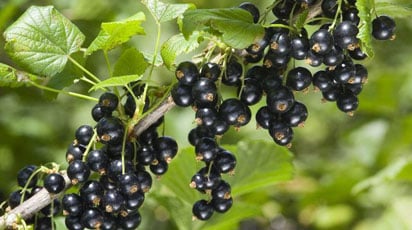 Эффективная обработка смородины весной от болезней и вредителей