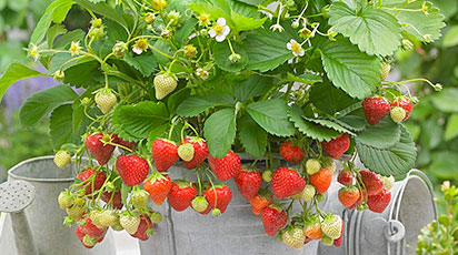 Главные секреты выращивания земляники в домашних условиях