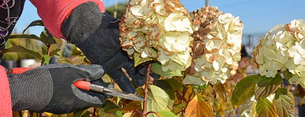Гортензии: осенний уход и подготовка к зимовке