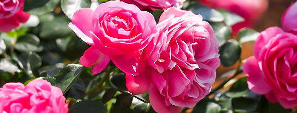 Гусеницы на розах: как избавиться