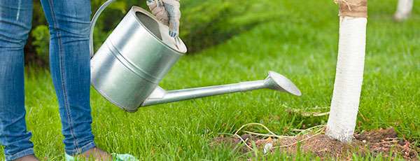 Как быстро подкормить деревья, кустарники в саду