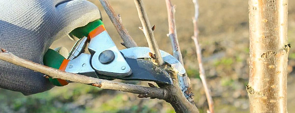 Как обрезать яблоню весной: подробные рекомендации