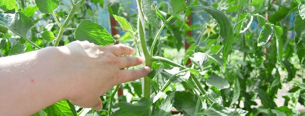 Как пасынковать помидоры, чтобы увеличить урожай