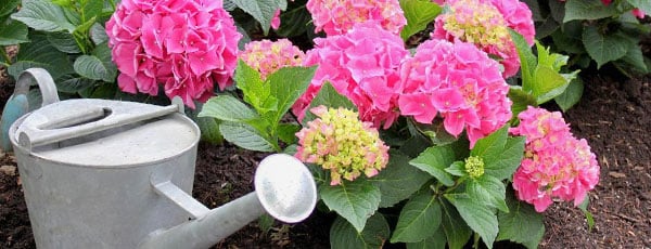 Как правильно подкислить грунт для гортензии