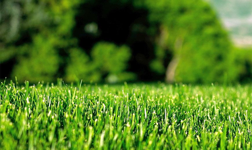 Как ухаживать за газоном летом: секреты изумрудной лужайки