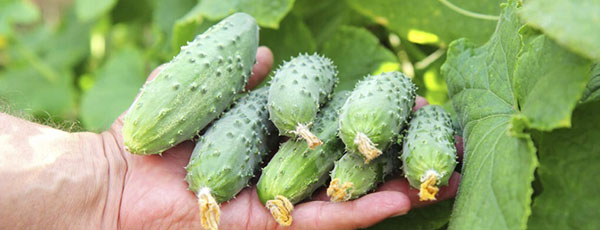 Как ухаживать за огурцами в июле и августе, чтобы они плодоносили до морозов?