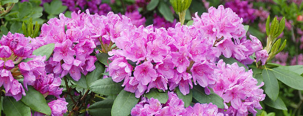 Как ухаживать за рододендроном осенью: правила и советы