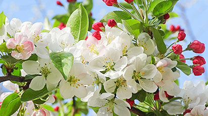 Какая подкормка яблонь весной лучше: советы агронома