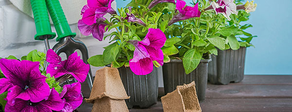 Какие цветы можно посеять под зиму