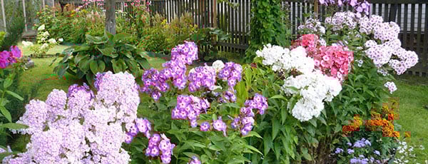 Какие цветы посадить в августе на клумбах и в саду