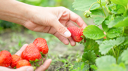 Какую клубнику сажать весной, чтобы не прогадать с урожаем