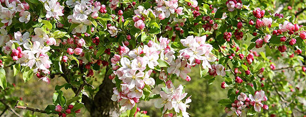 Календарь садовода и огородника на май: план работ