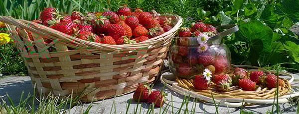 Когда и как сажать землянику осенью в Беларуси