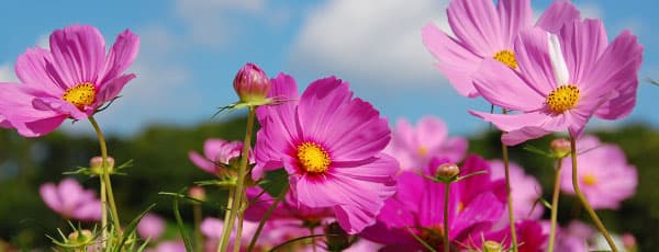 Когда сажать цветы – высеваем по порядку, ничего не пропустив