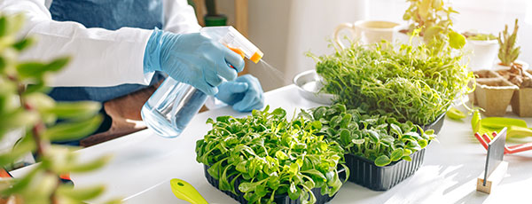 Когда сажать семена? Советы от Беккера по выращиванию рассады