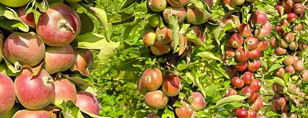 Колоновидные деревья: виды, посадка, уход