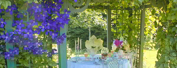 Лучшие вьющиеся многолетние растения для украшения сада